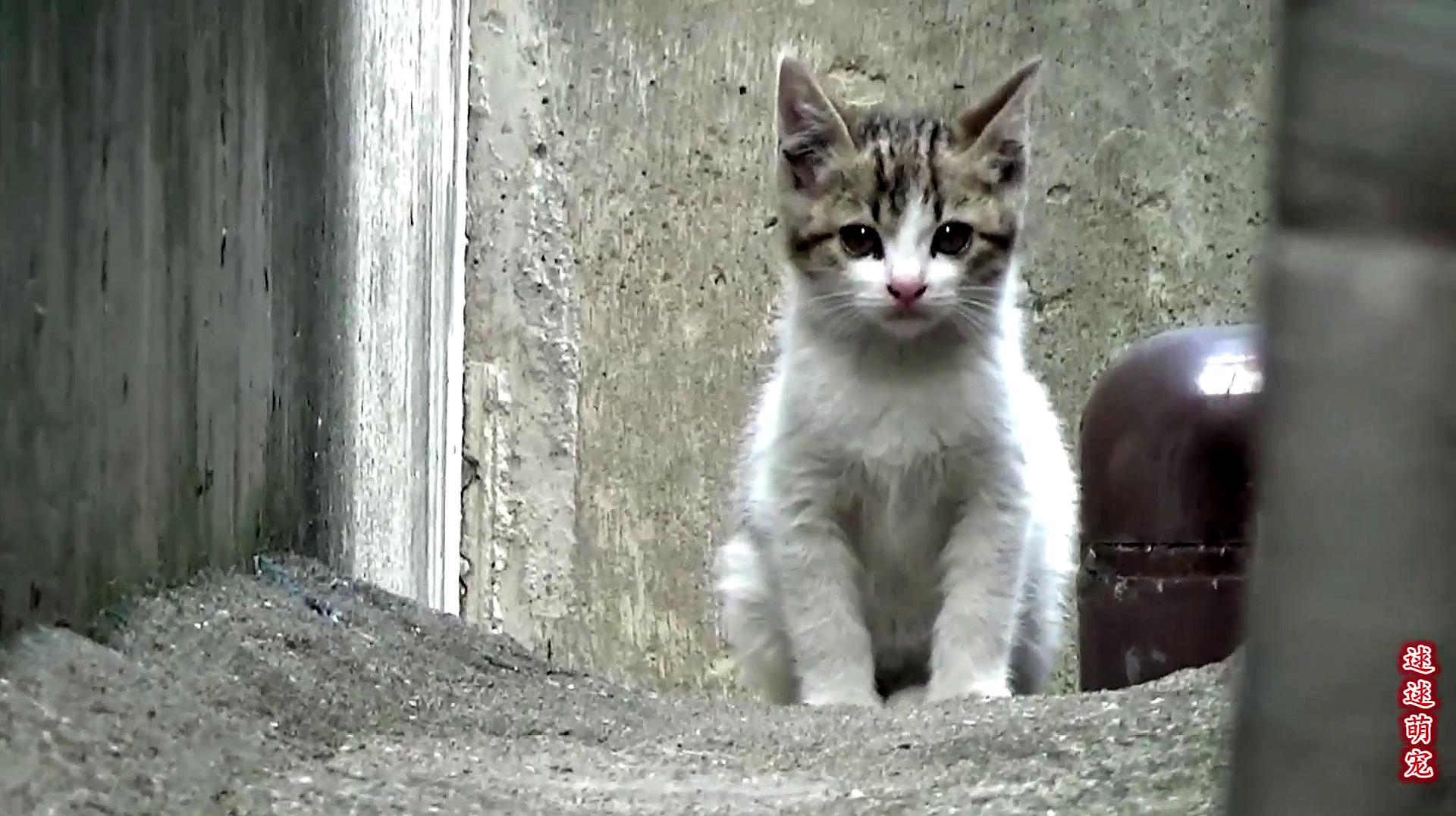 视频破解猫咪版下载安装_猫咪视频破解版_视频破解猫咪版下载