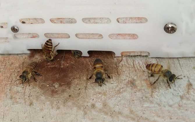 蜜蜂引来空蜂箱怎么办_蜜蜂引进箱子后怎么办_空蜂箱怎么引来蜜蜂