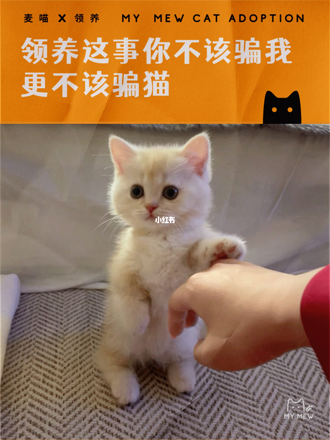 猫咪疯狂奔跑！速度与技巧大揭秘