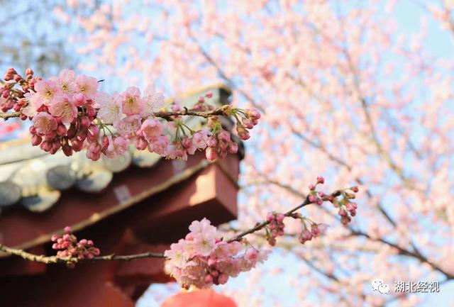 樱花网站进入窗口_樱花网站进入窗口_樱花网站进入窗口