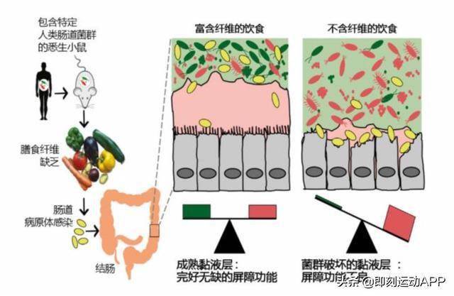 思越木结构|人造粘液模拟器的神奇之处