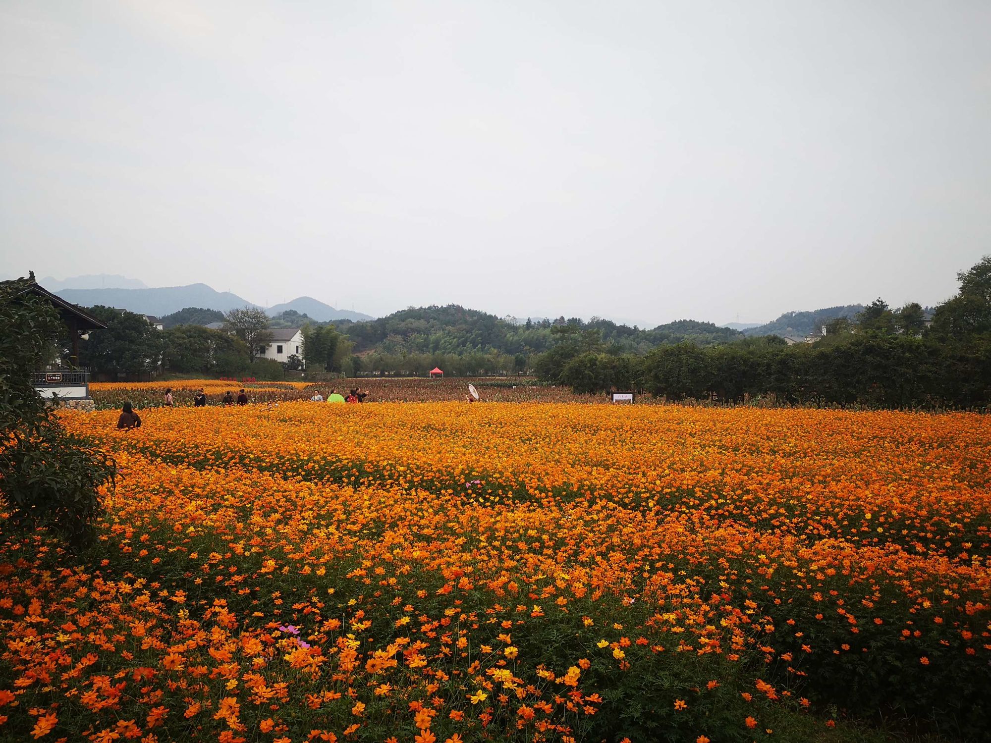 采集清心花路线_采集清心攻略_清心在哪里采集