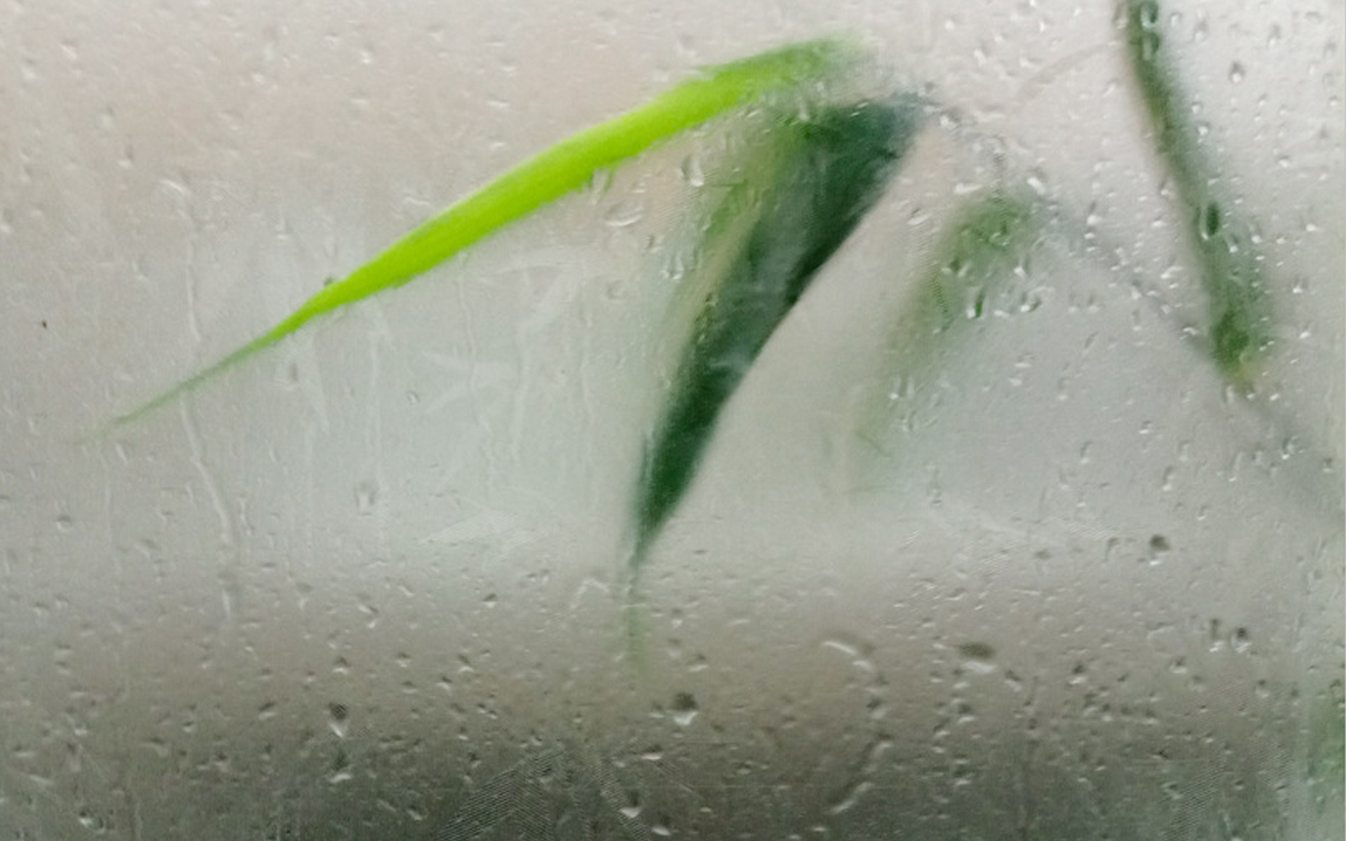 真实下雨动态壁纸_下雨动态壁纸下载_下雨壁纸动态