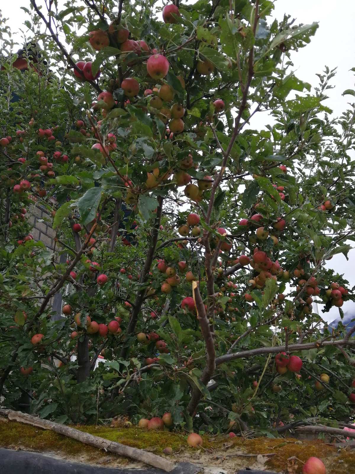 原神苹果树分布图_原神苹果树分布图_原神苹果树分布图