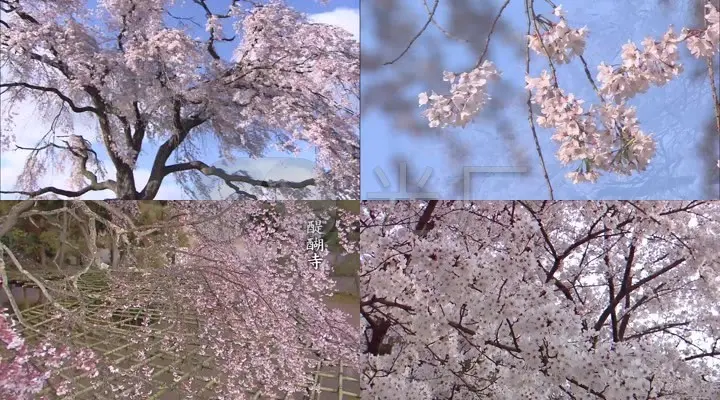 樱花故乡在哪里_故乡的樱花_樱花故乡不在日本