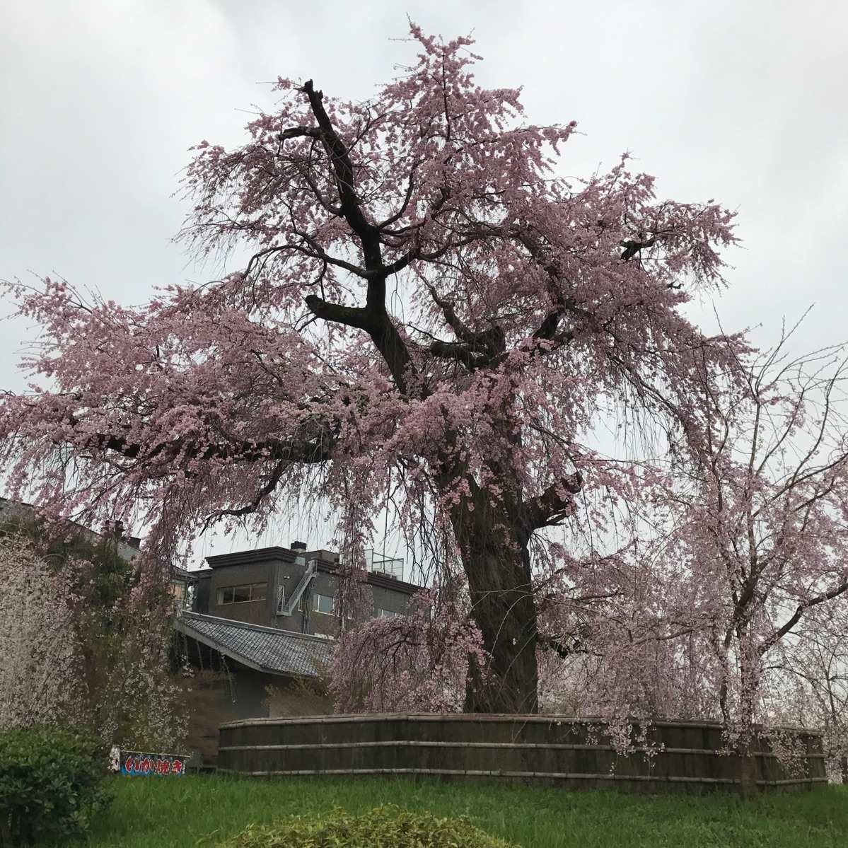 故乡的樱花_樱花故乡在哪里_樱花故乡不在日本