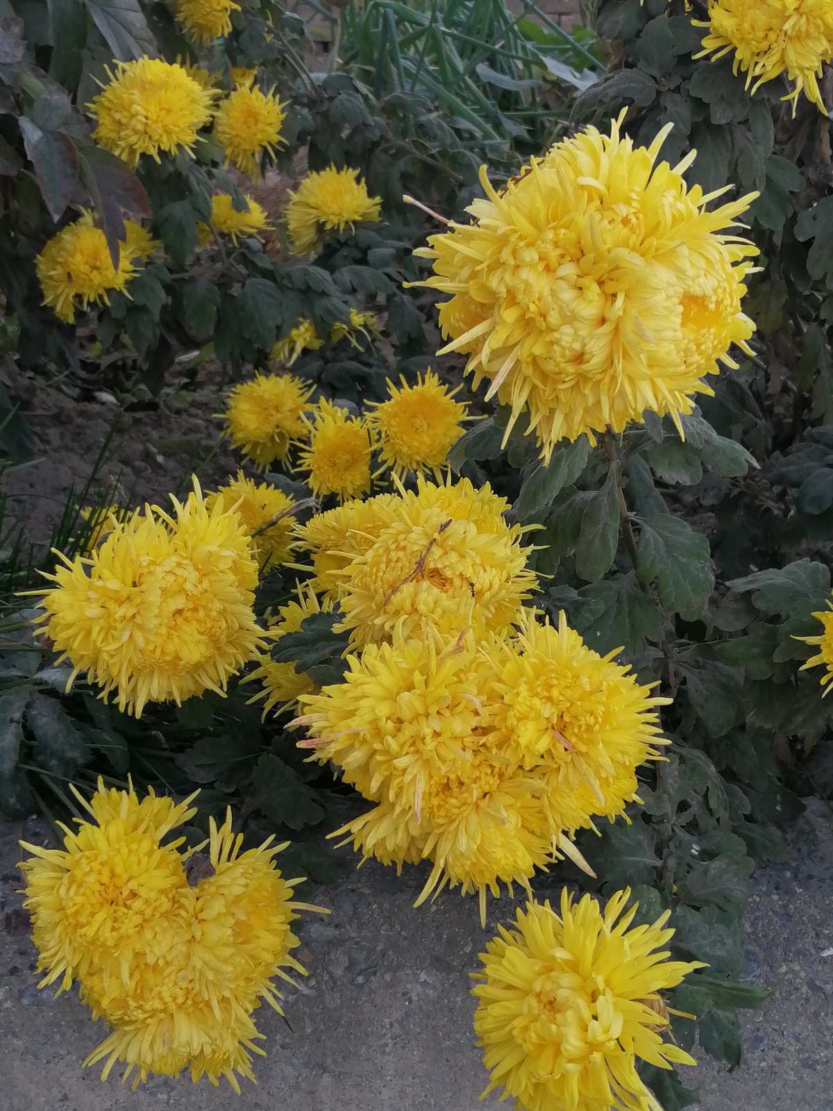 还来就菊花的上一句是啥_菊花开了是什么节日_菊花开了是什么