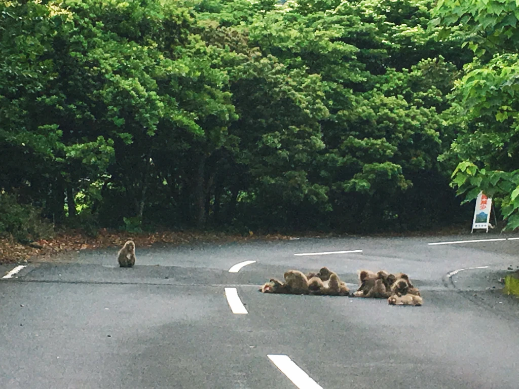 我是一个旅游作家，猴岛故事的主题对我来说非常合适