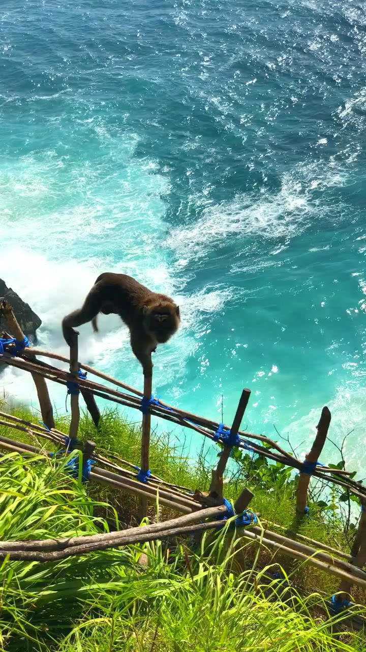 猴岛故事_猴岛历险_猴岛讲解词