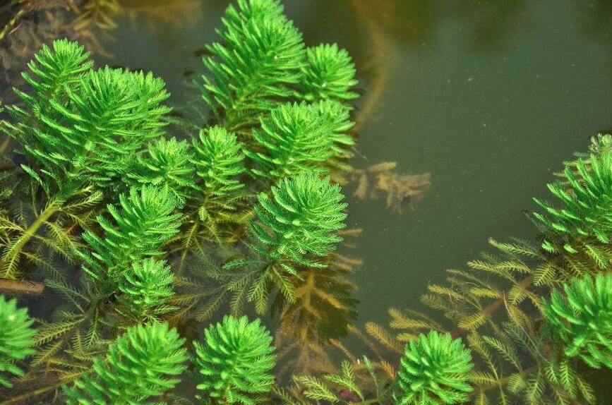 莹草点亮宝鸡，第二届滨海国际（微）电影节征集中