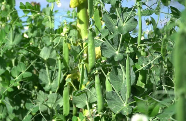 让豌豆飞_让豌豆飞官网_豌豆为什么会飞