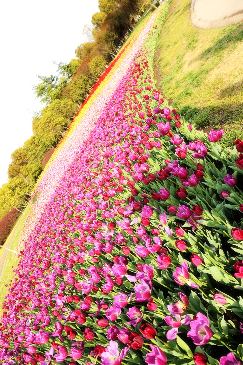 花游_游花园_游花海发朋友圈句子