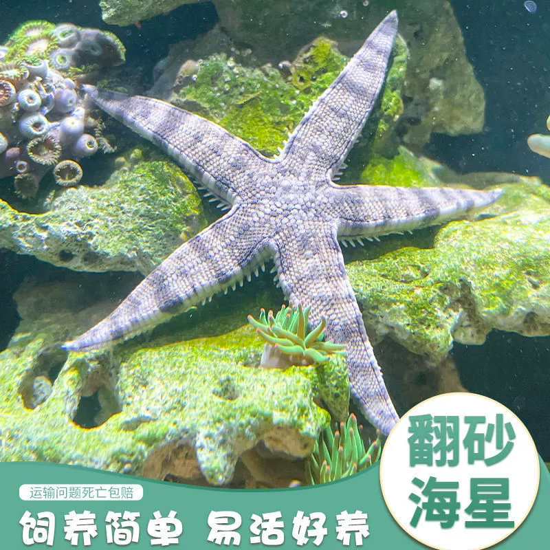 瞻星鱼_瞻星鱼_瞻星鱼