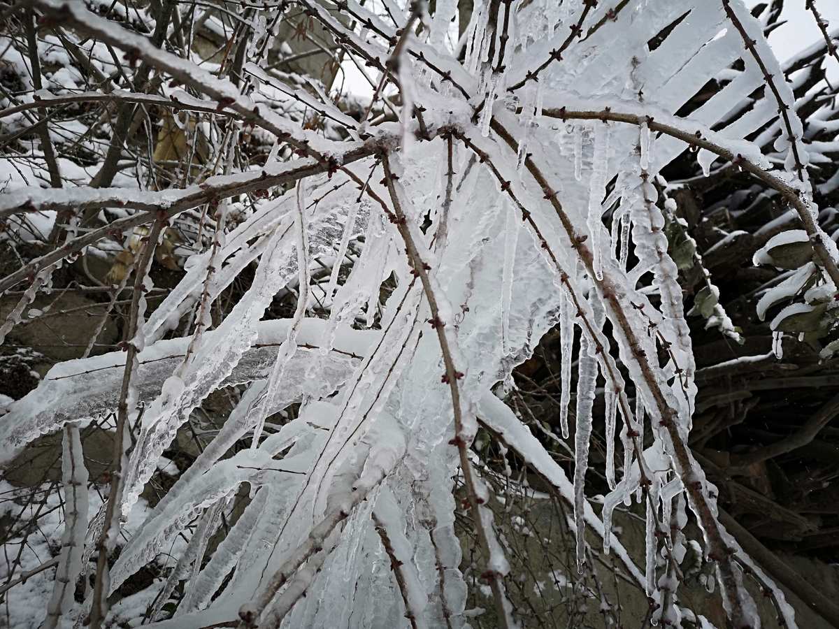 玲珑雪狐_雪玲珑_玲珑雪霏