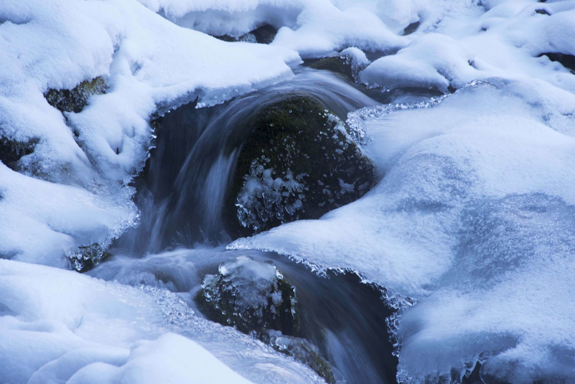 玲珑雪狐_玲珑雪霏_雪玲珑