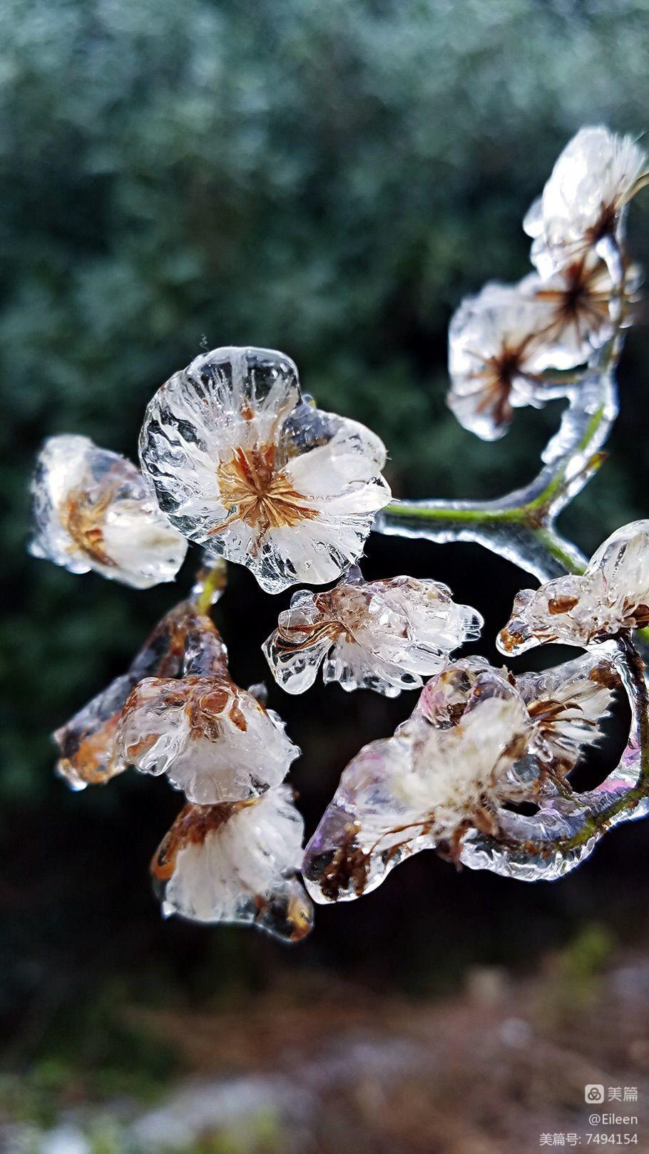 玲珑雪狐_雪玲珑_玲珑雪霏