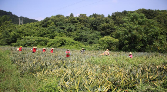 福建菠萝_海南菠萝广东菠萝区别_福建大菠萝