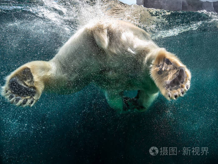 水獭水濑_水水獭_水獭水猴子