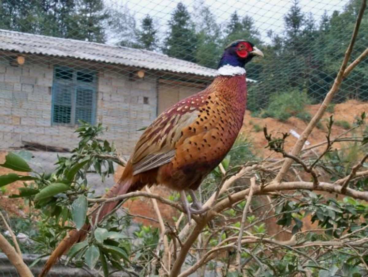 山鸡哥是什么意思_山鸡哥怎么来的_山鸡哥是谁