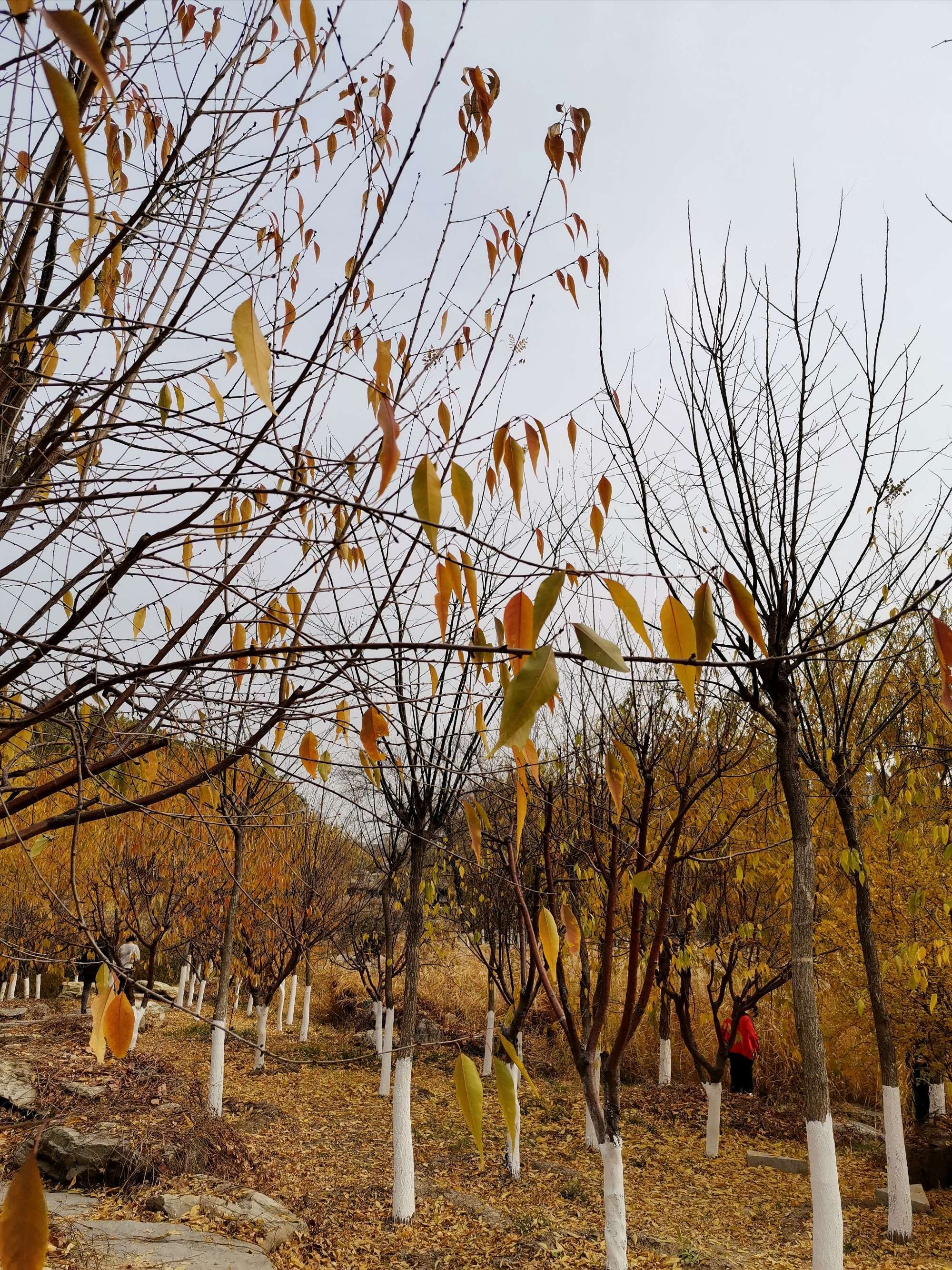 花开是你叶落是你什么歌_花开花落叶_花开叶落啥意思