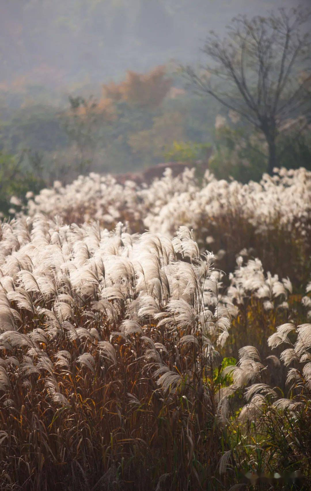 花开叶落啥意思_花开是你叶落是你什么歌_花开花落叶