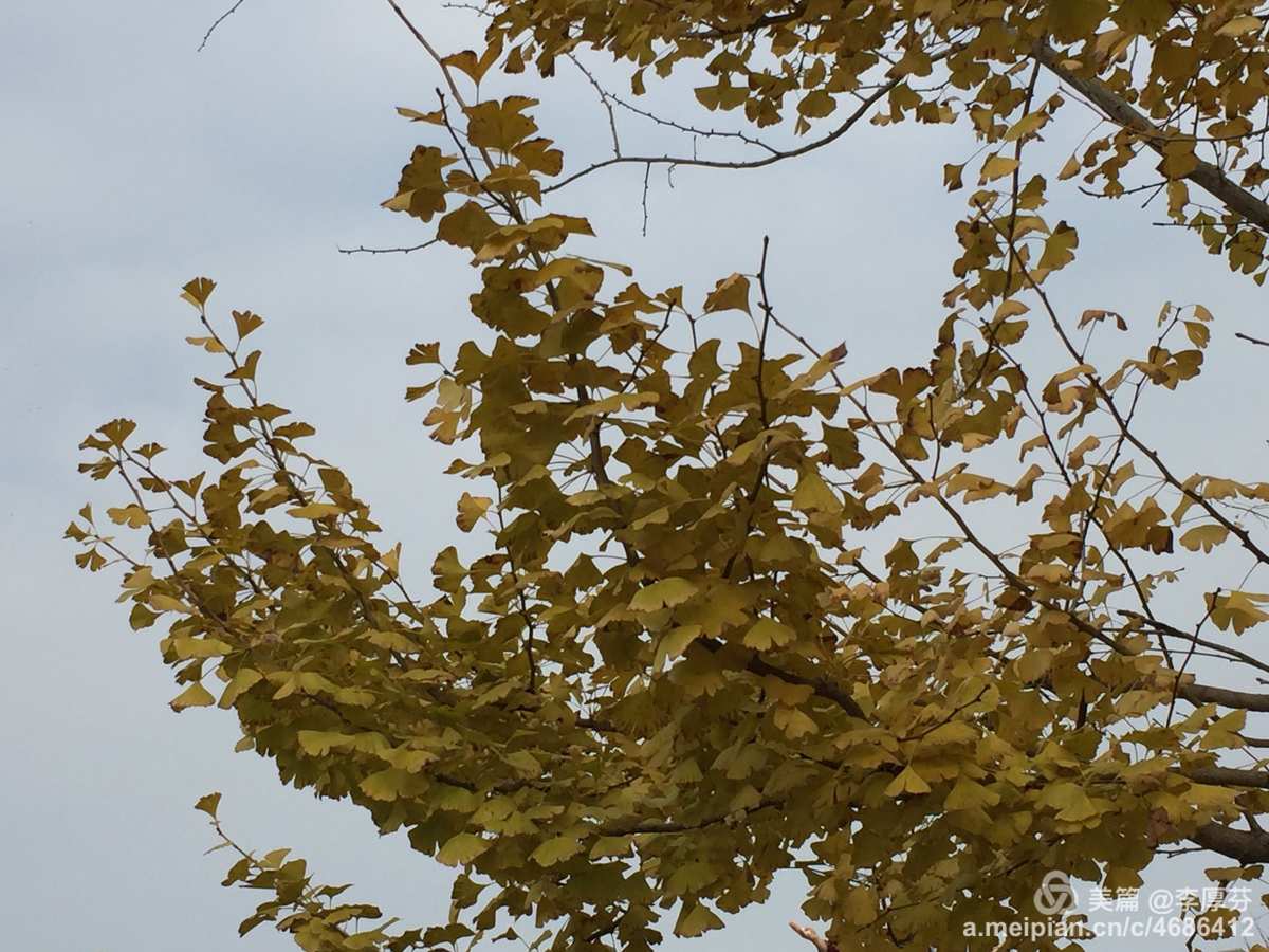 花开花落叶_花开叶落啥意思_花开是你叶落是你什么歌