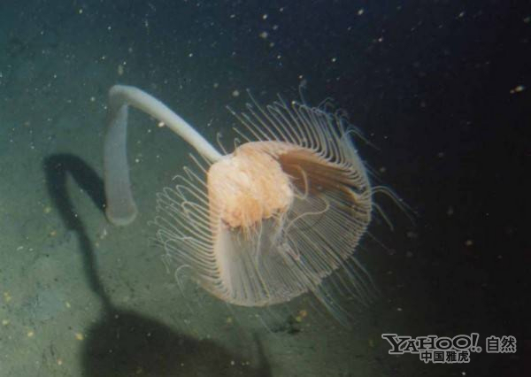 神秘迷人！探索海里昂，揭开海洋中的奇幻生物之谜