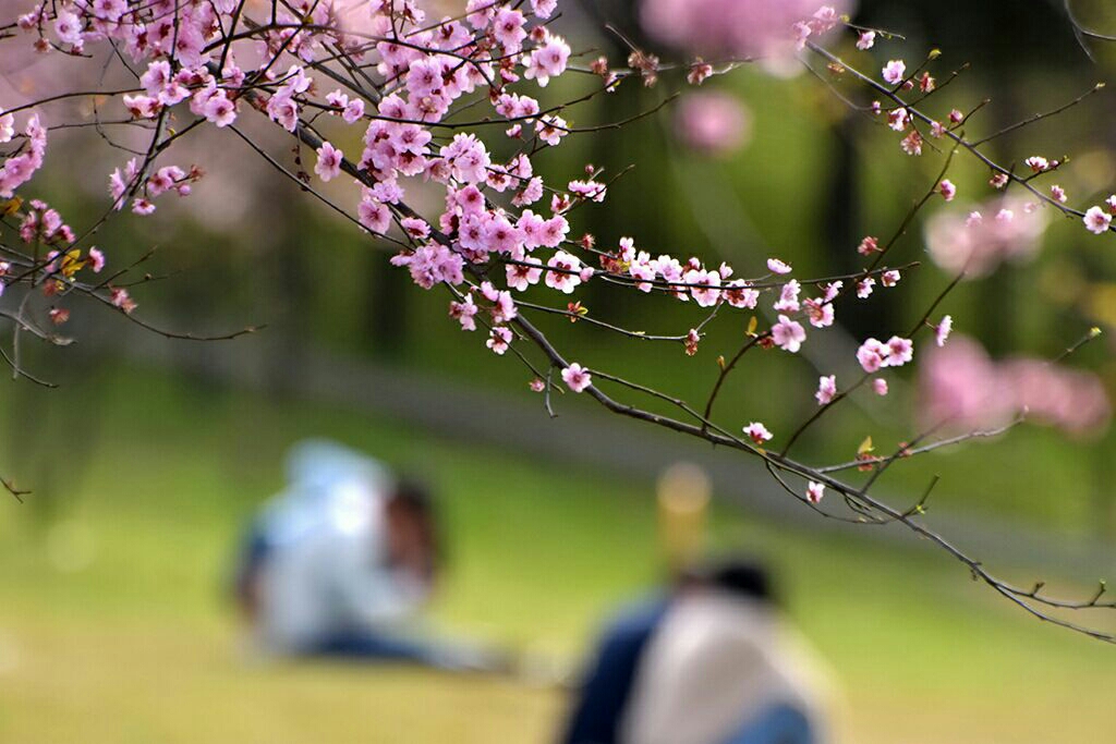 早乙女七树_早乙女_早乙女杜鹃花花期