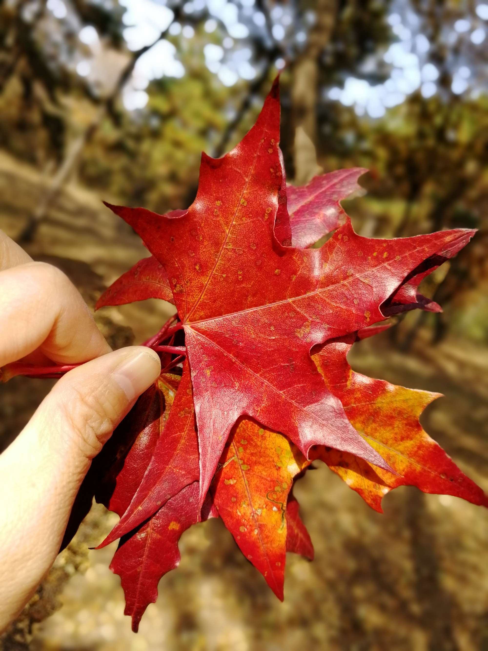 七咲枫花步兵_七关枫花_花枫