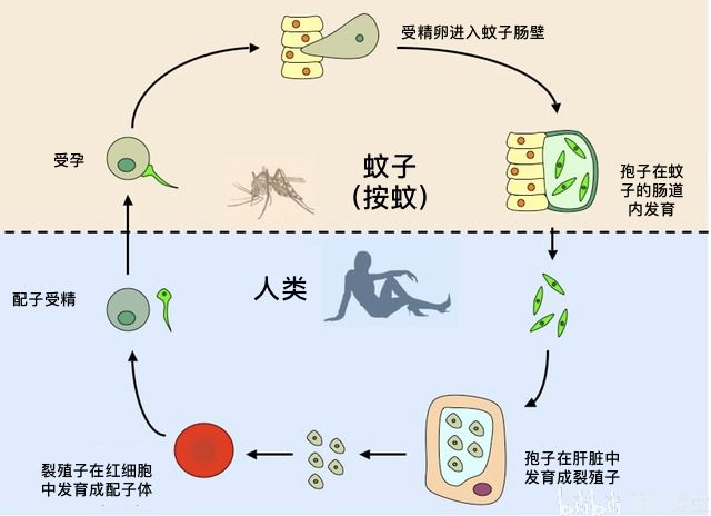 我的世界蠹虫寄生_2019寄生虫_女子被寄生虫寄生