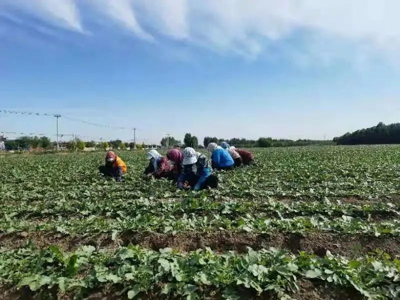 生活类游戏手机游戏_游戏类型手机_游戏型手机游戏