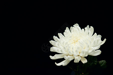 重阳节有什么风俗_风俗重阳节有哪些活动_重阳节有的风俗