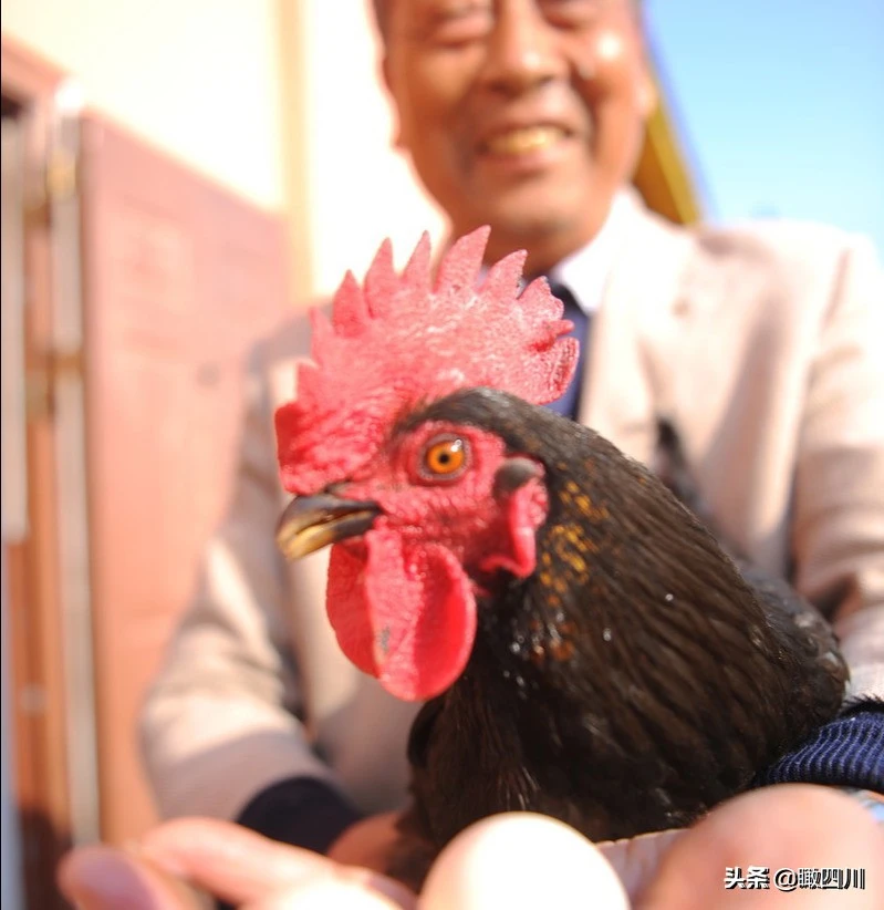 斗鸡手机游戏推荐_斗鸡手机游戏叫什么_手机斗鸡游戏