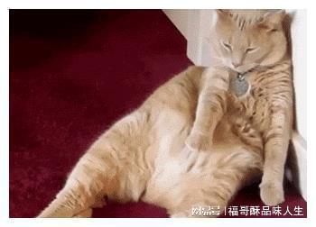 猫咪老师_猫咪老师_猫咪老师