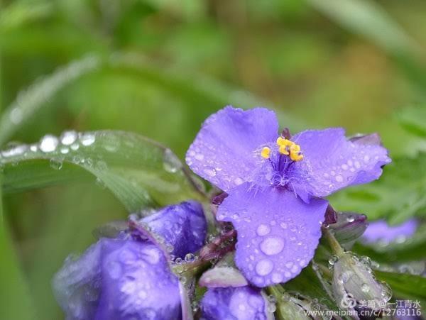 悲风秋雨凉_一场秋雨一场凉_秋雨凉意的句子