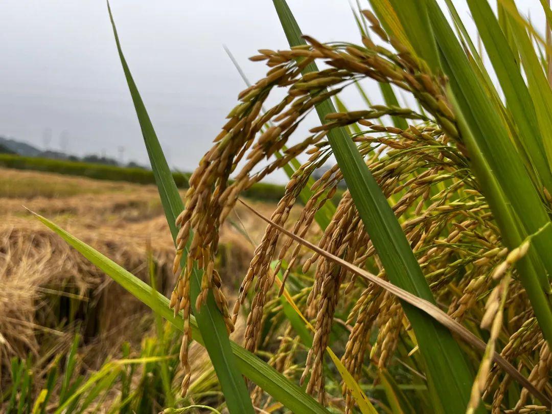 10月16日是什么节日_节日是指_节日的月日