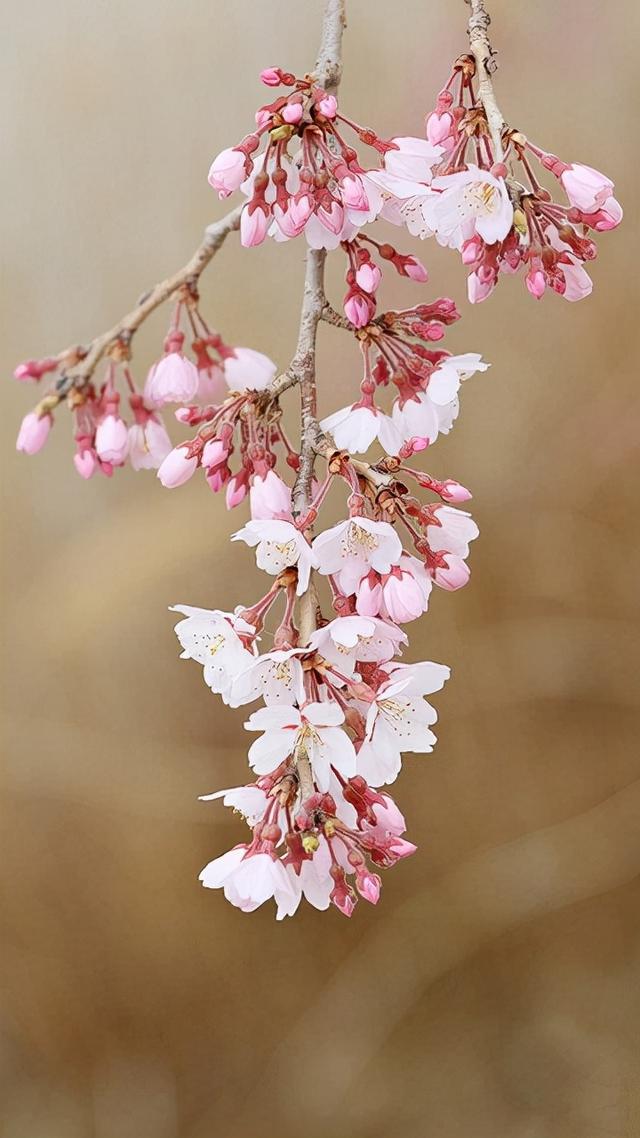 暗黑桃花源葬花结局_葬花·暗黑桃花源_解读暗黑桃花源