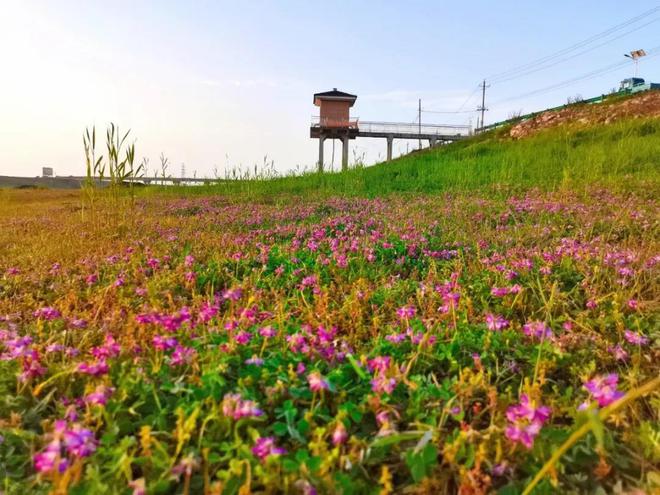 葬花·暗黑桃花源_解读暗黑桃花源_暗黑桃花源葬花结局