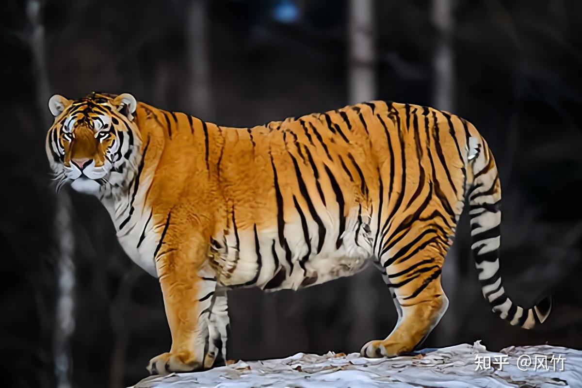 东北虎图片_东北虎图片高清_东北虎图片大全大图