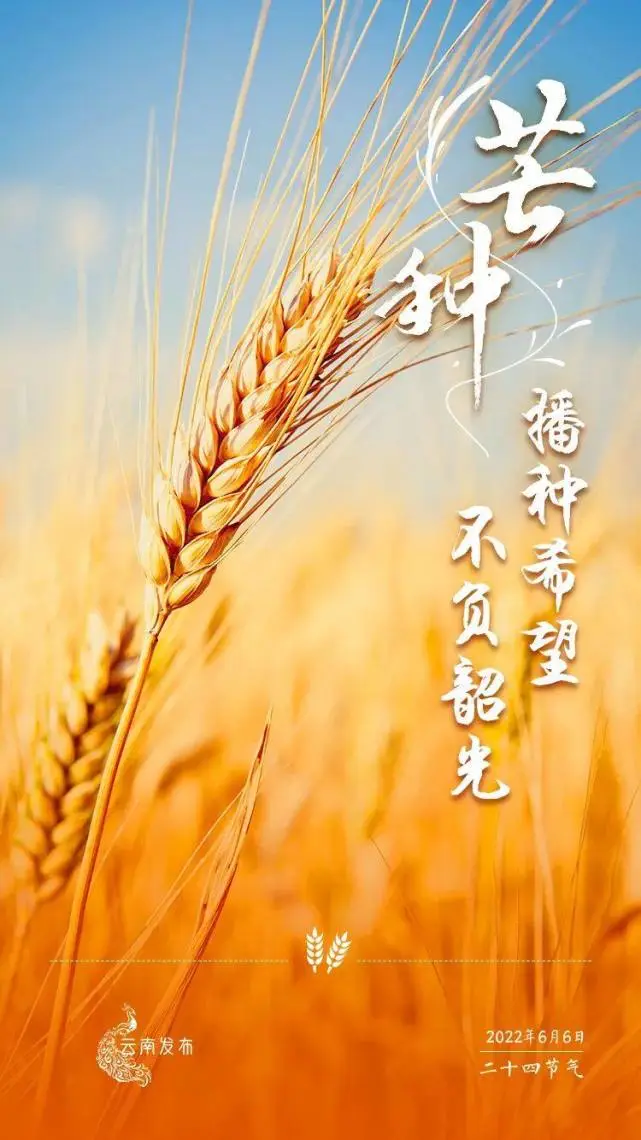 芒种是几月几号_芒种是几月几号几点几分_芒种是几月几号2021年