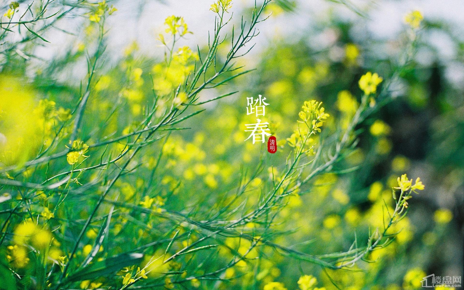 清明节玩游戏_清明节有关手机游戏活动_清明节游戏活动文案