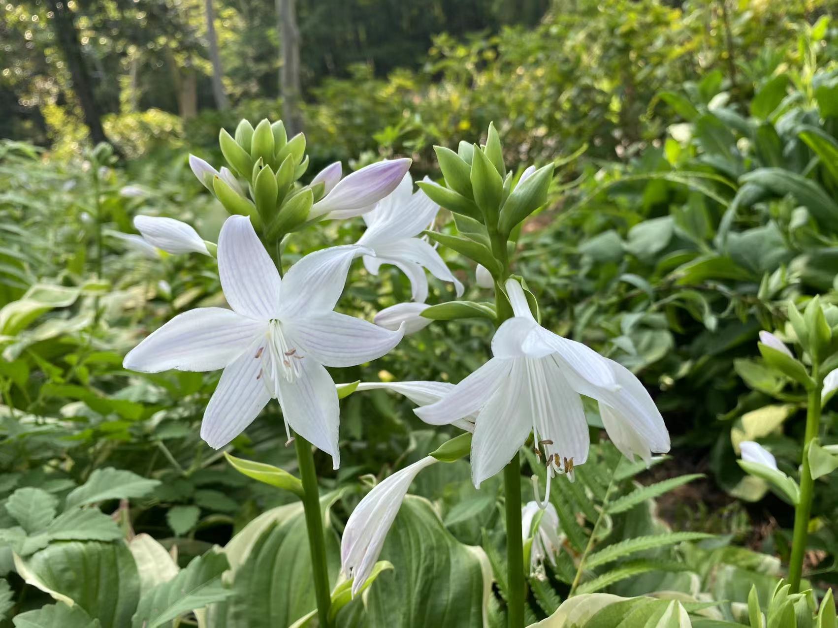 苹果手机游戏贤良_iphone手机游戏_苹果贤良手机游戏怎么玩