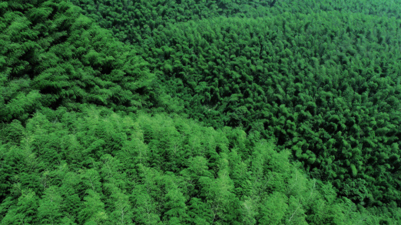 富良野_北海道富良野薰衣草_惟我独尊富良野